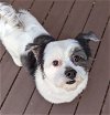 adoptable Dog in greensboro, NC named Winston