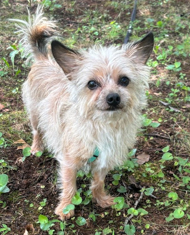 adoptable Dog in Greensboro, NC named Bentley