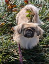 adoptable Dog in  named Pika Pika