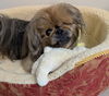 adoptable Dog in  named Rocky