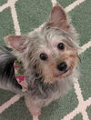 adoptable Dog in  named April