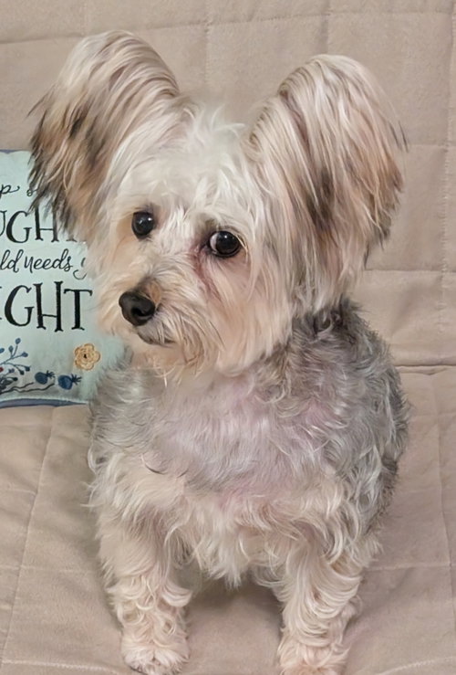 April, an adoptable Silky Terrier in Greensboro, NC