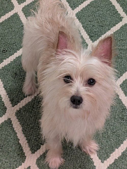 picture of the dog needing adoption