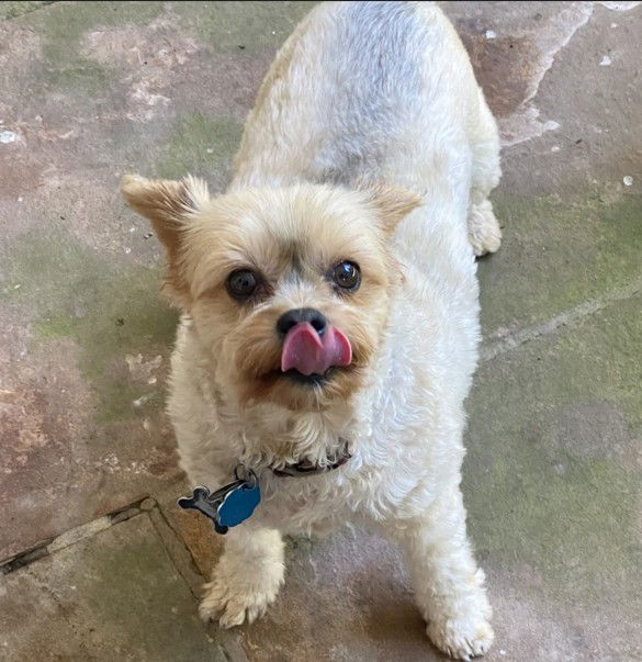 adoptable Dog in Greensboro, NC named Ga-leanda