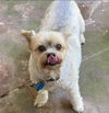 adoptable Dog in  named Ga-leanda