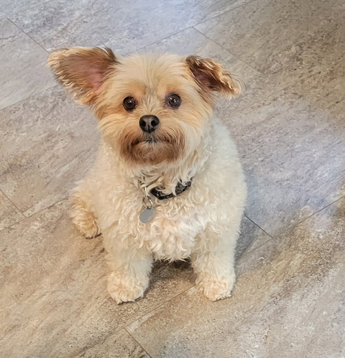 picture of the dog needing adoption