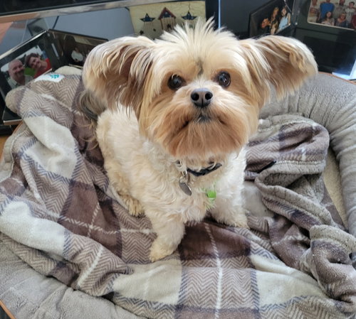 Ga-leanda, an adoptable Yorkshire Terrier Yorkie in Greensboro, NC