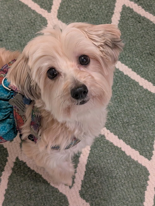 picture of the dog needing adoption