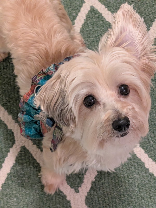 Trixie
