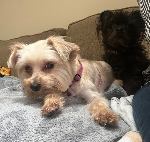 picture of the dog needing adoption
