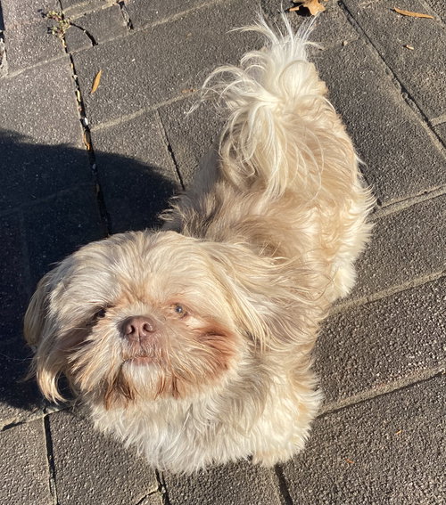 picture of the dog needing adoption