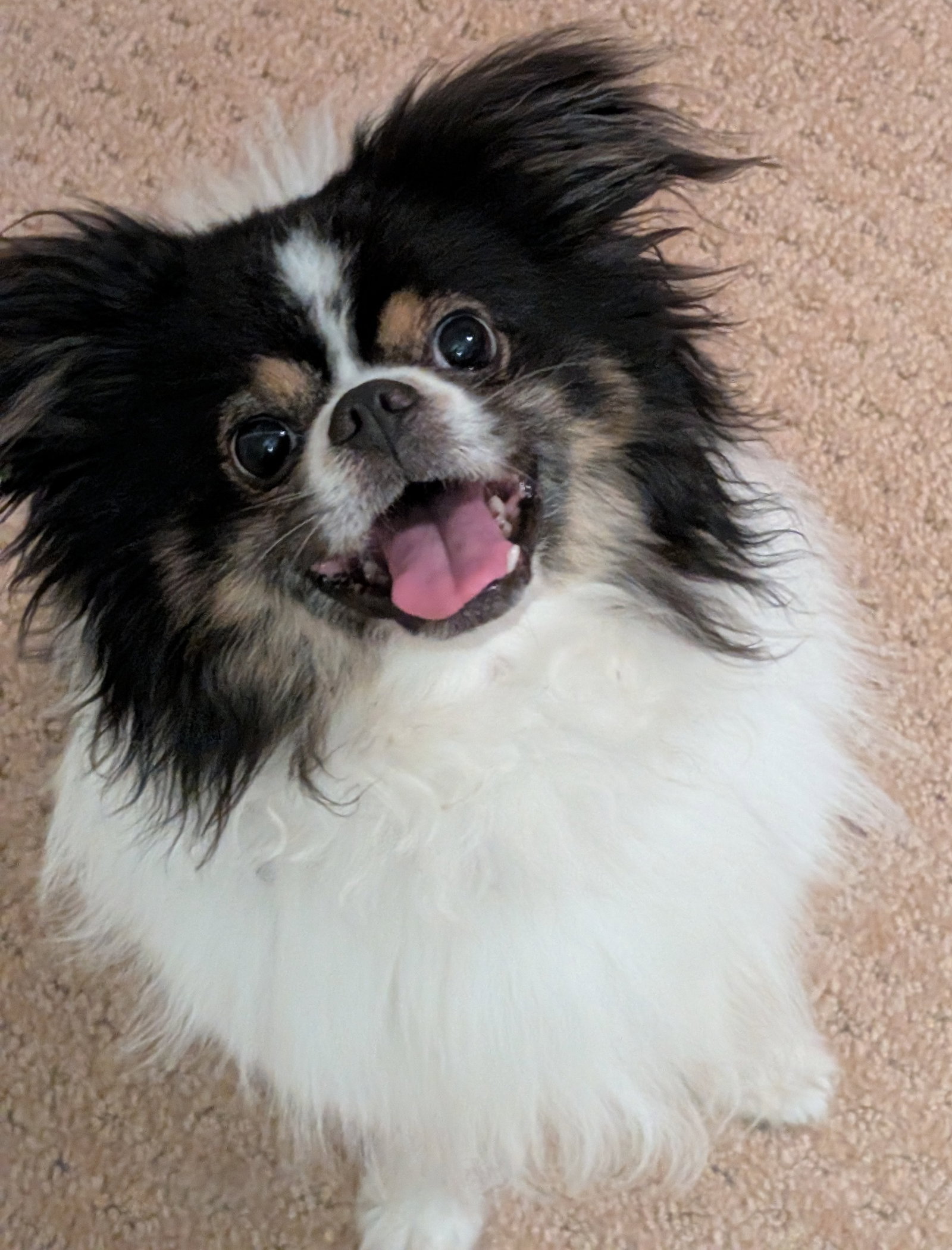 Mojo