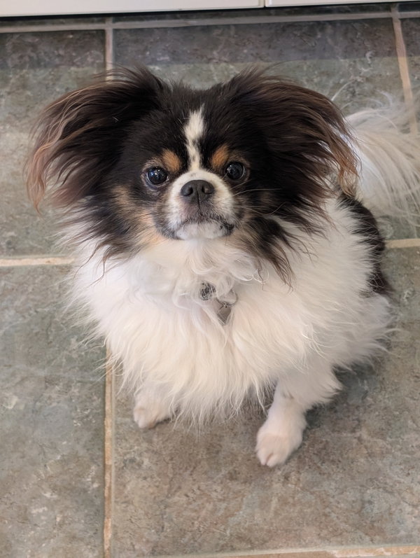 Mojo