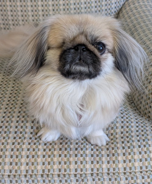 picture of the dog needing adoption