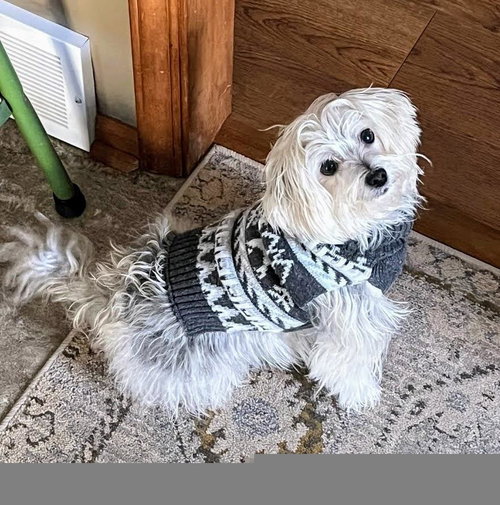 Rosie, an adoptable Yorkshire Terrier Yorkie in Greensboro, NC