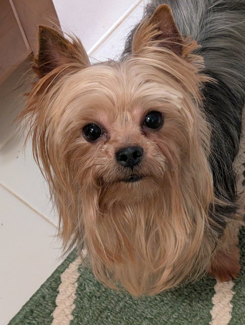 Dallas, an adoptable Yorkshire Terrier Yorkie in Greensboro, NC