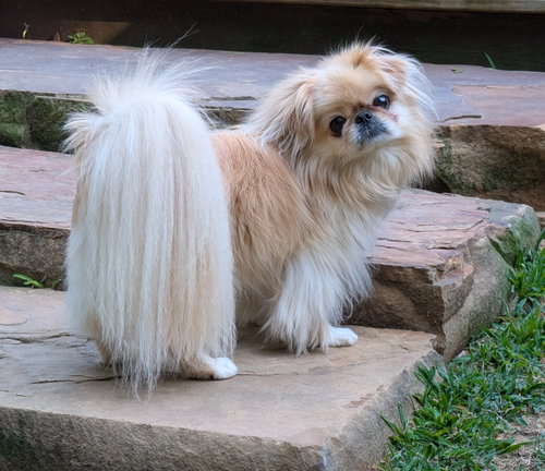 Marley, photo 3