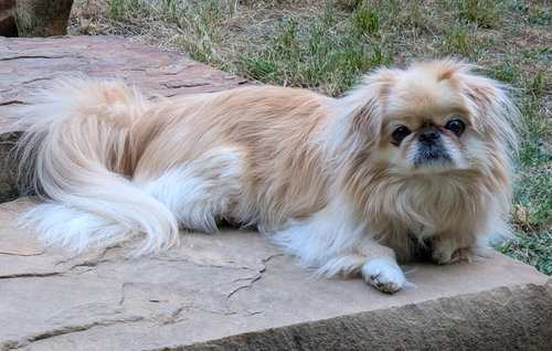 Marley, photo 5