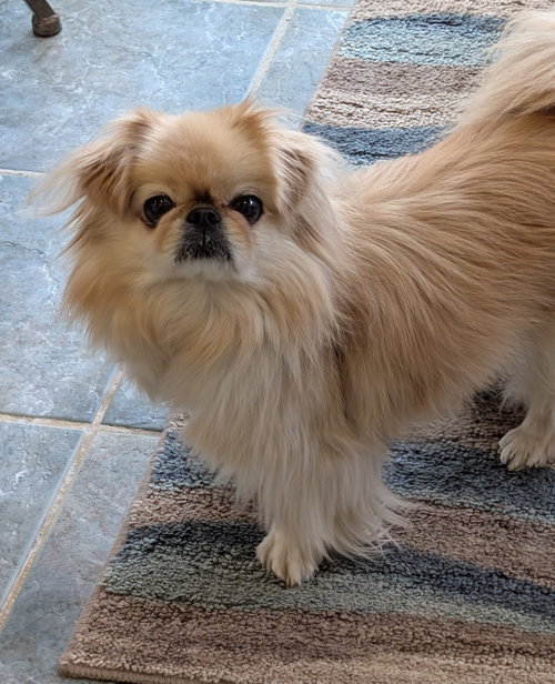 Marley, photo 6