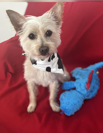 Chip, Yorkshire Terrier Yorkie