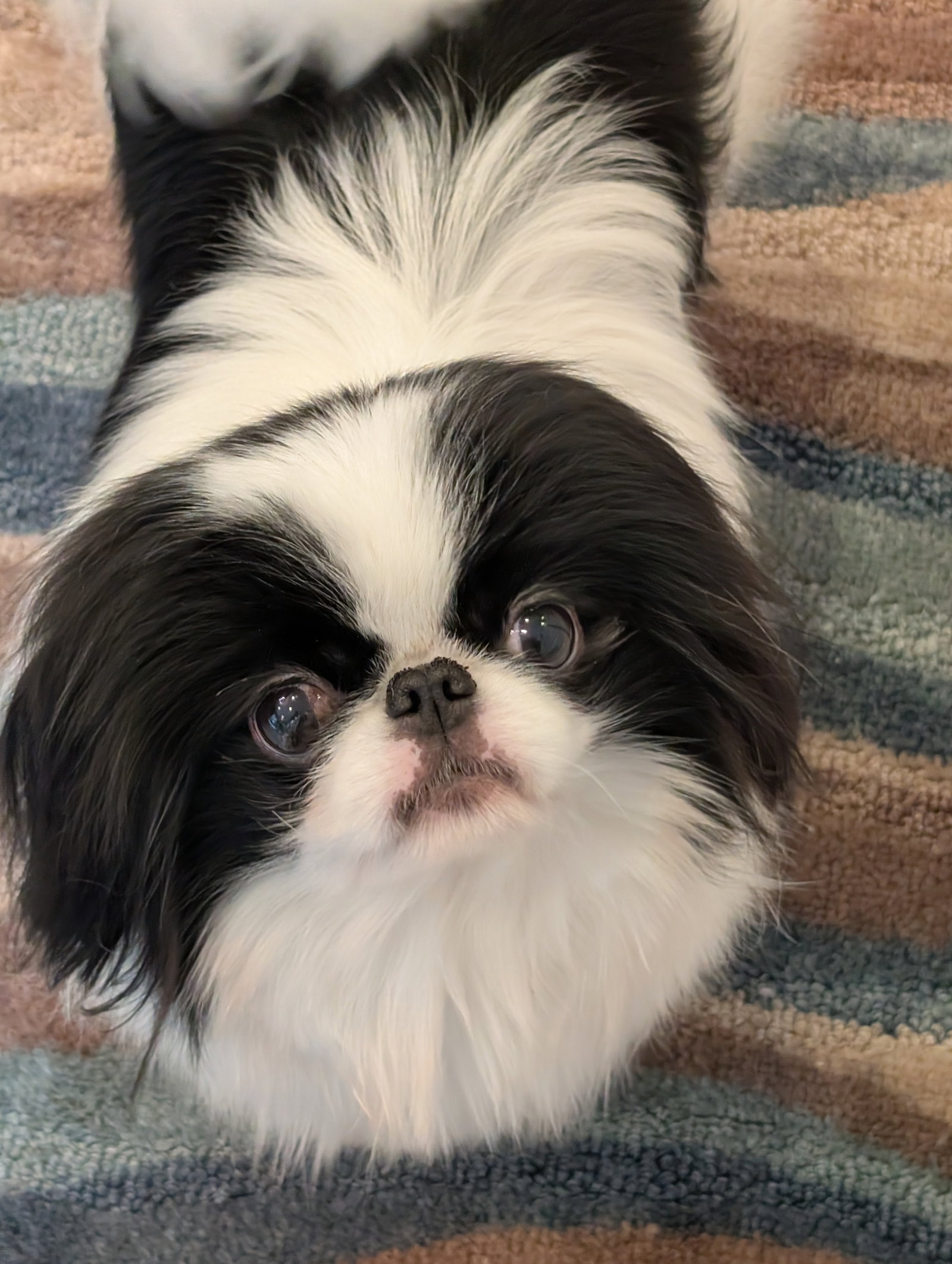 Mai Mai, Japanese Chin