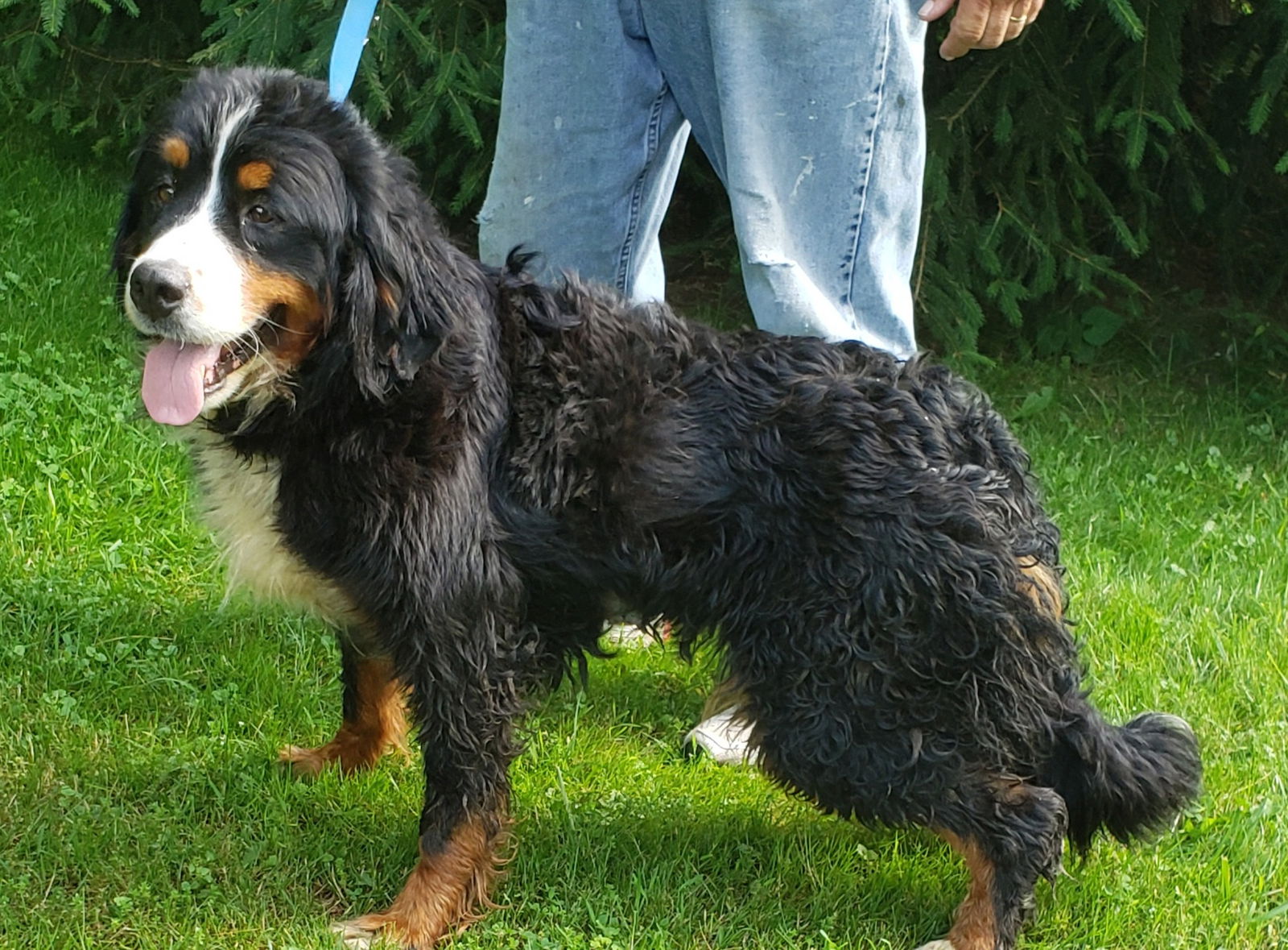 Dog for Adoption - BERNESE FEMALE, a Bernese Mountain Dog in Jackson