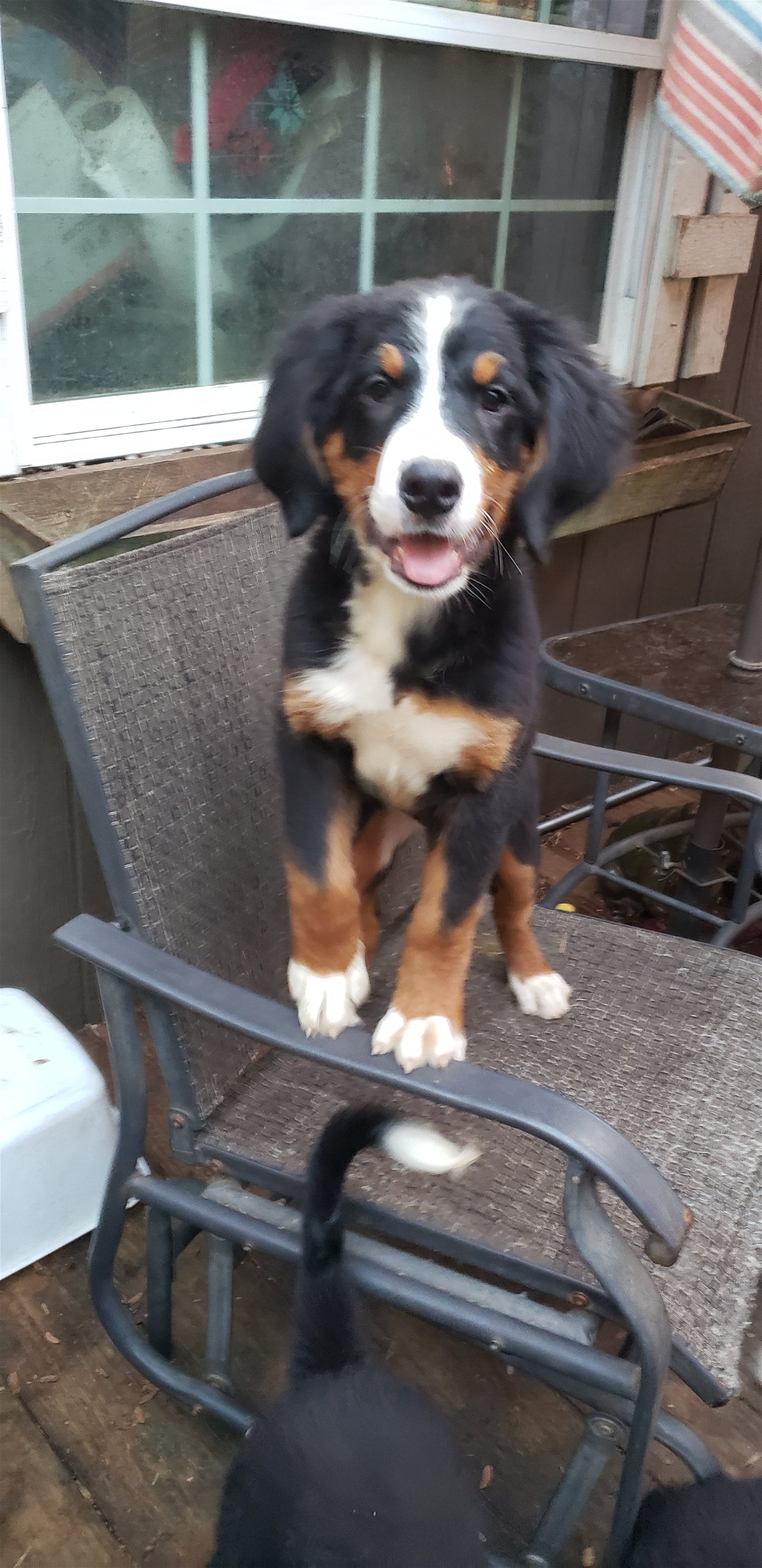 Dog for Adoption 3 female Available Pure BERNESE MOUNTAIN DOG PUPS