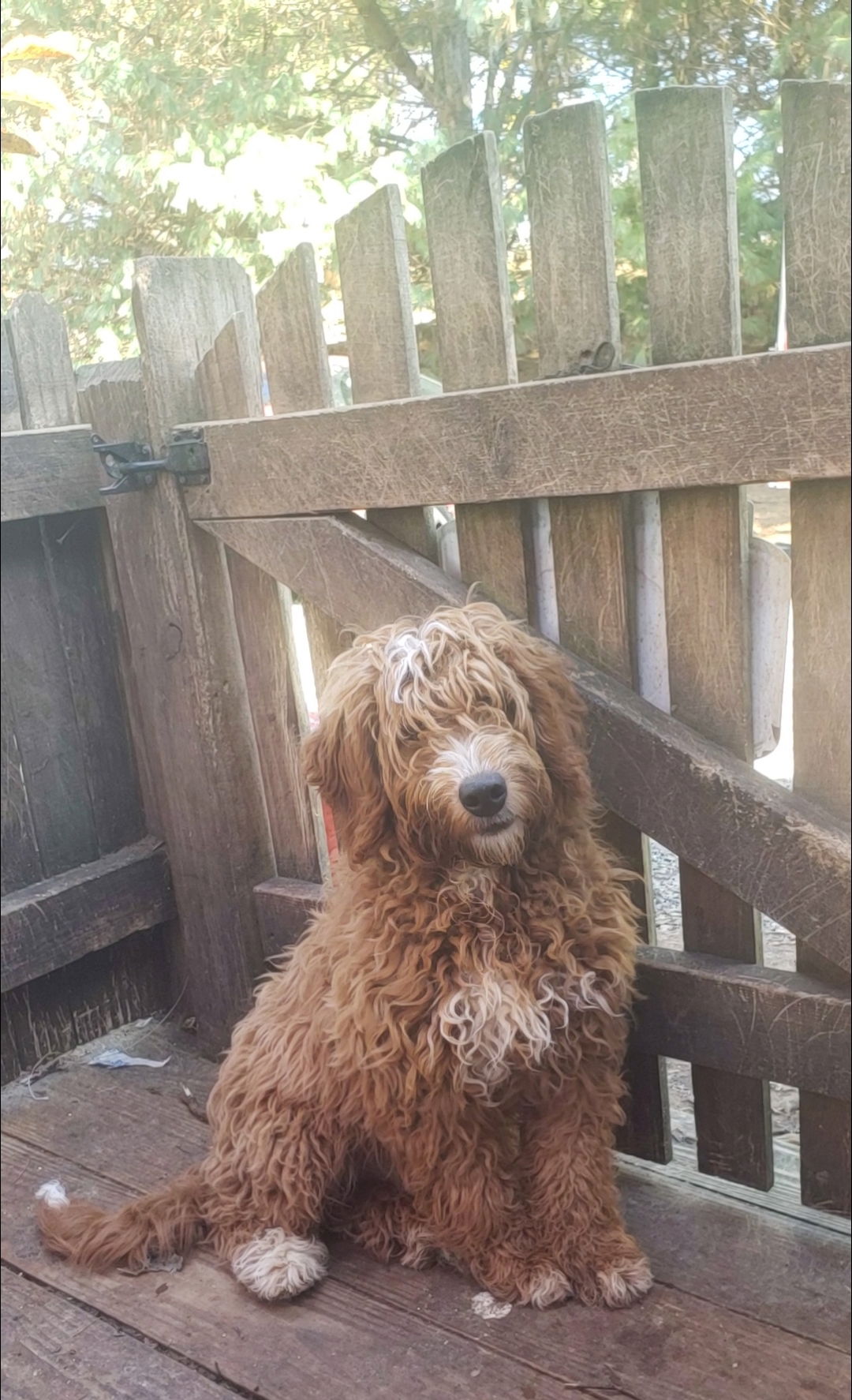 Dog for Adoption Goldendoodles, a Golden Retriever in Marion County, WV Alpha Paw