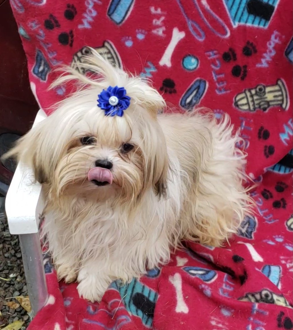 Dog for Adoption - TINY & GORGEOUS, a Shih Tzu in Ohio County, WV ...