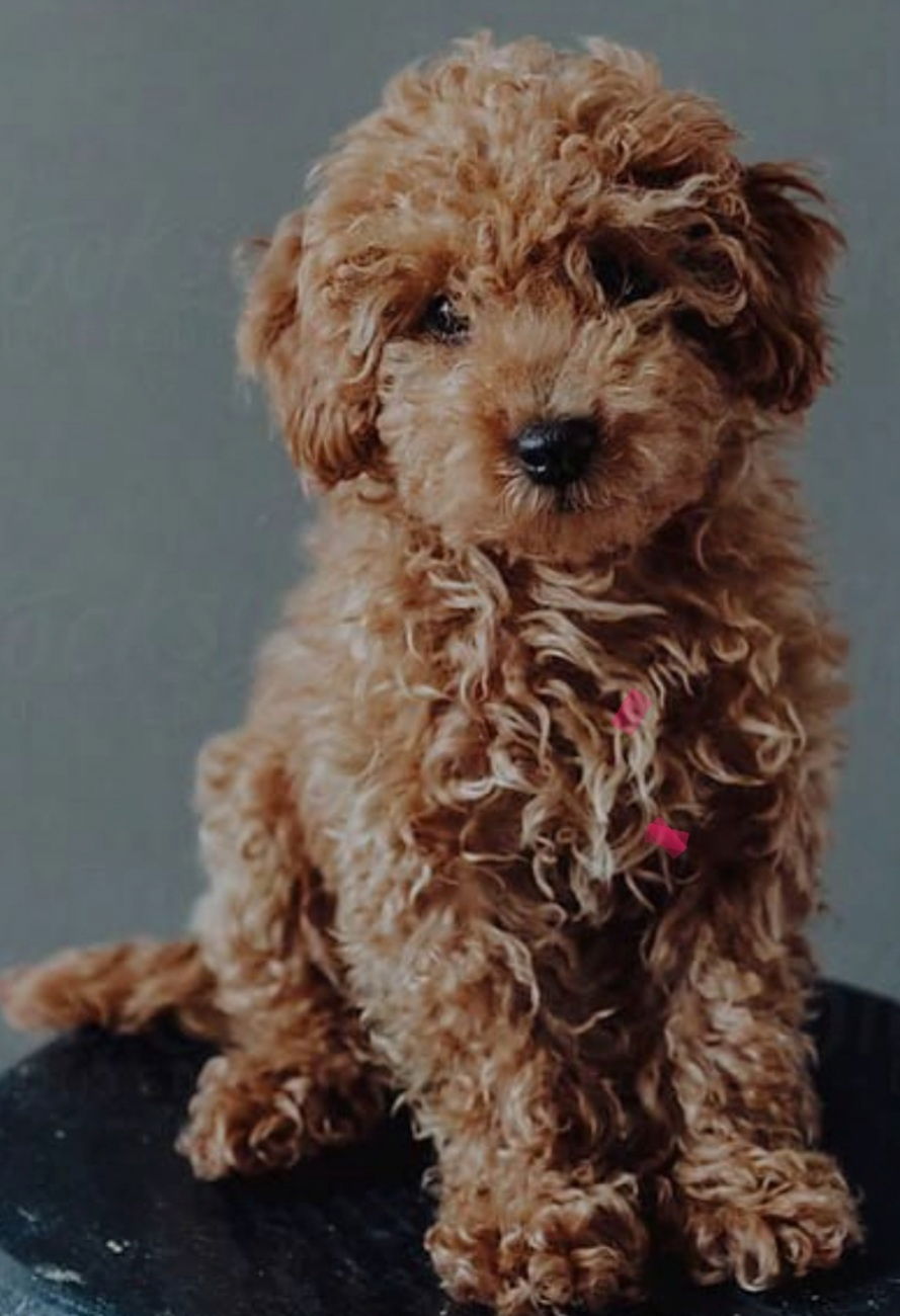 Dog for Adoption goldendoodle, a Poodle (Standard) in Marion