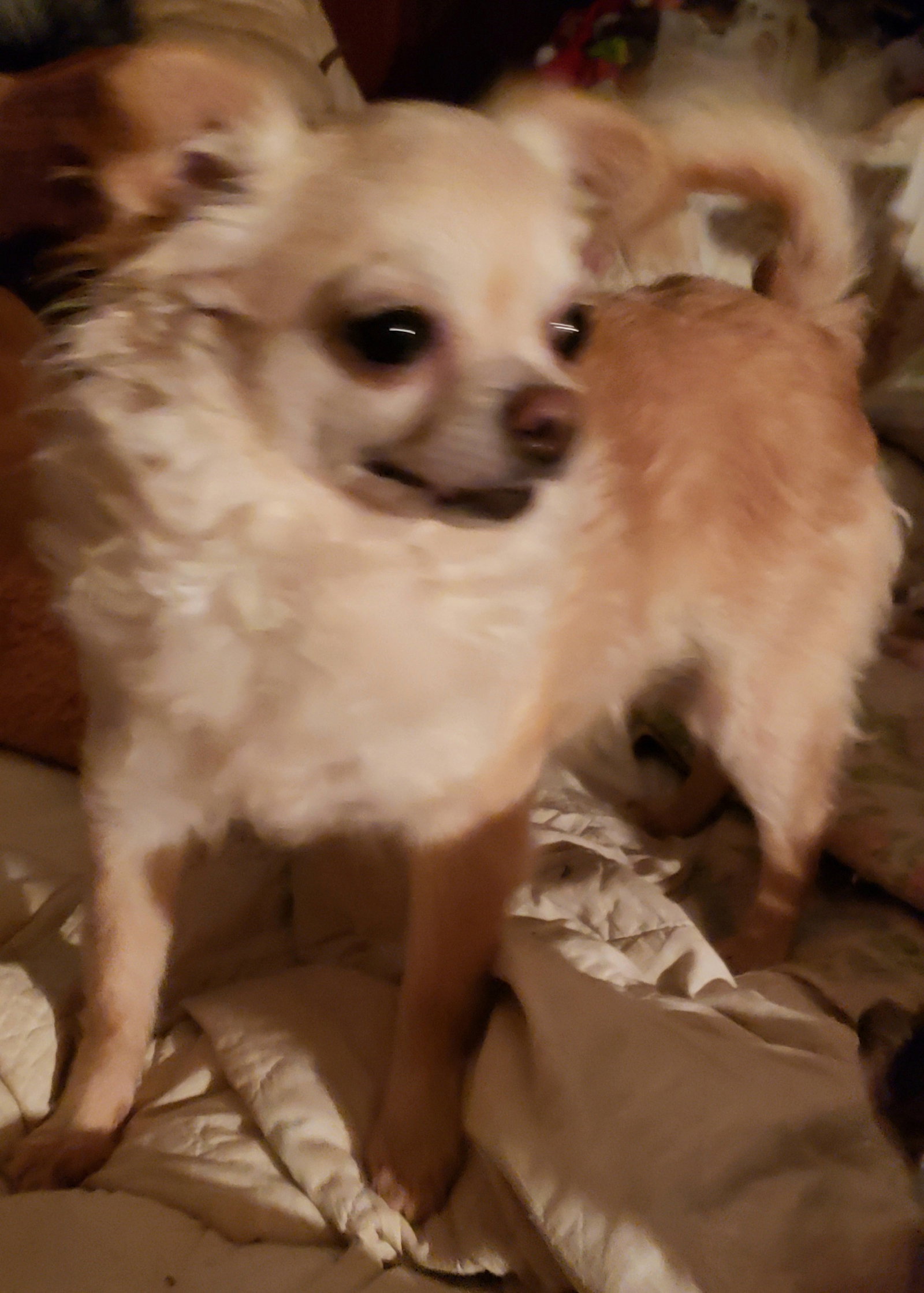 Dog for Adoption Sweet Peaches, a Chihuahua in Jefferson County, OH
