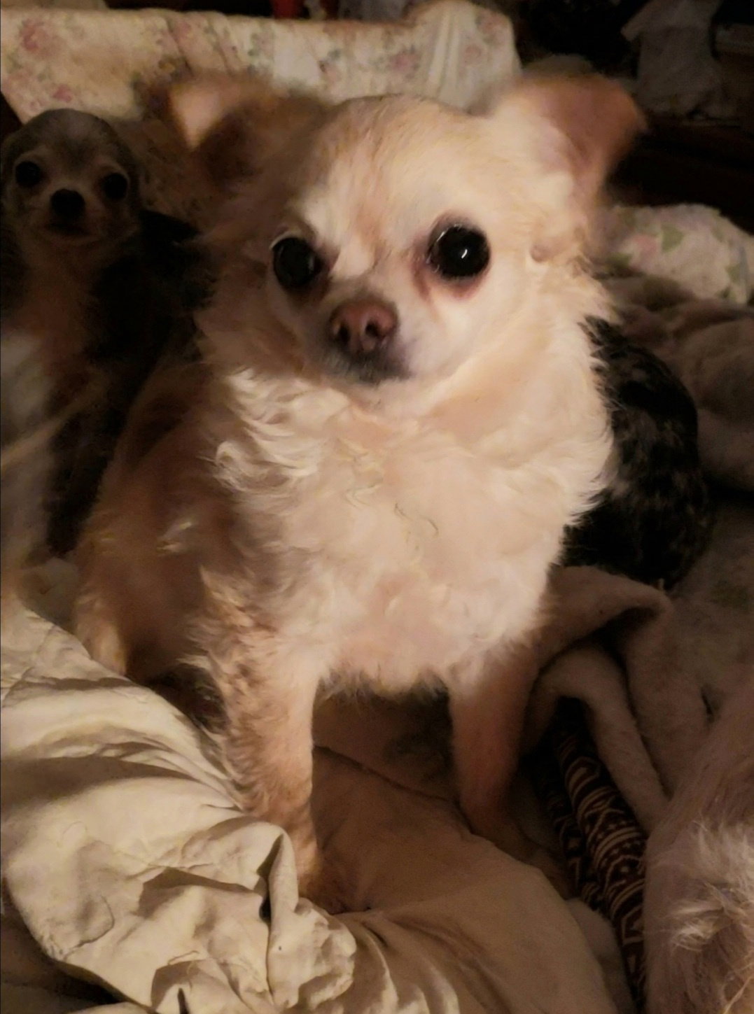 Dog for Adoption Sweet Peaches, a Chihuahua in Jefferson County, OH