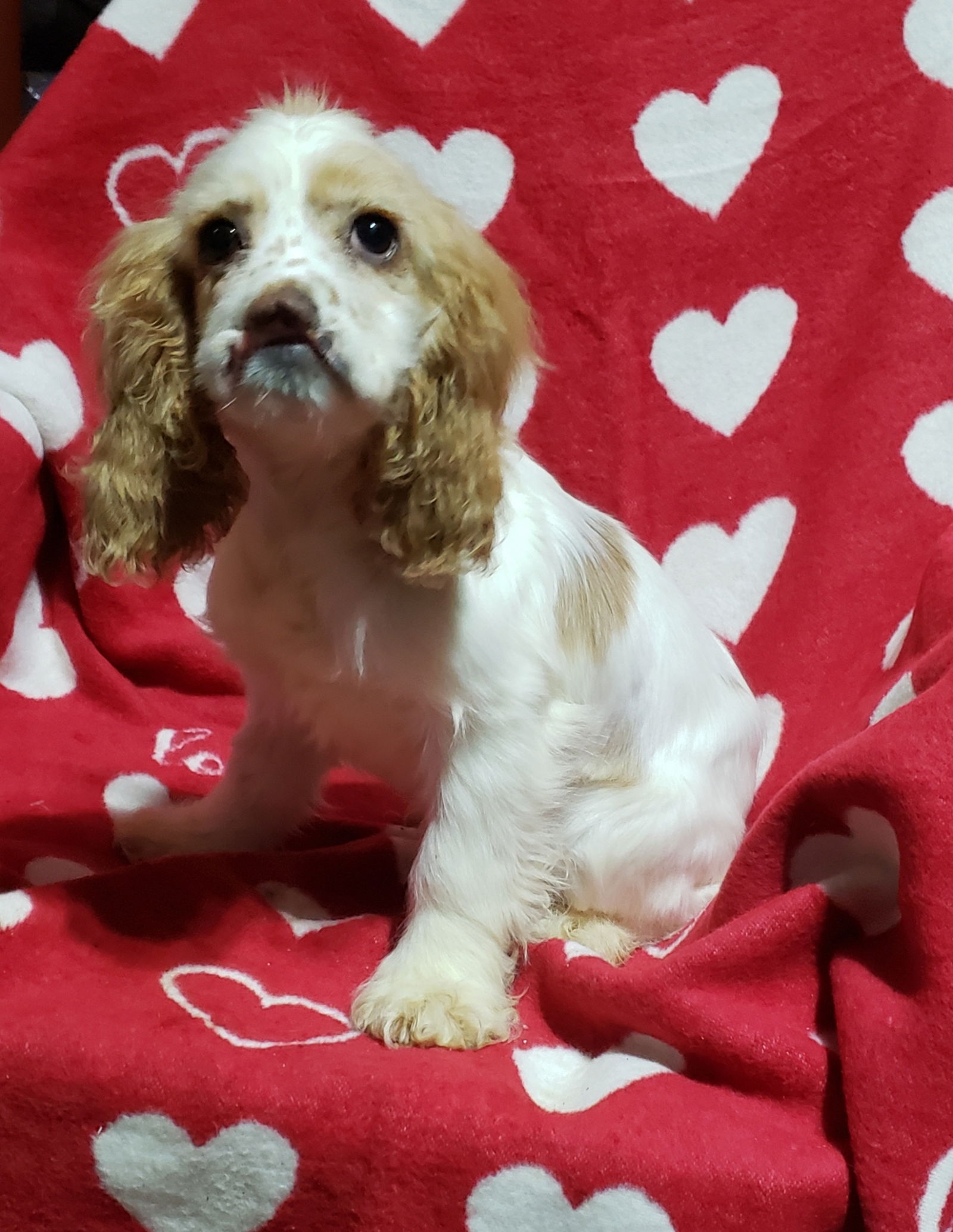 Dog For Adoption JENNY purebred A Cocker Spaniel In Morgan County 