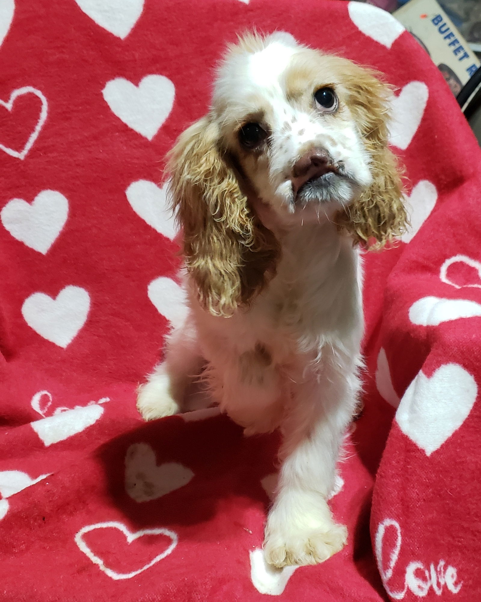 dog-for-adoption-jenny-purebred-a-cocker-spaniel-in-morgan-county