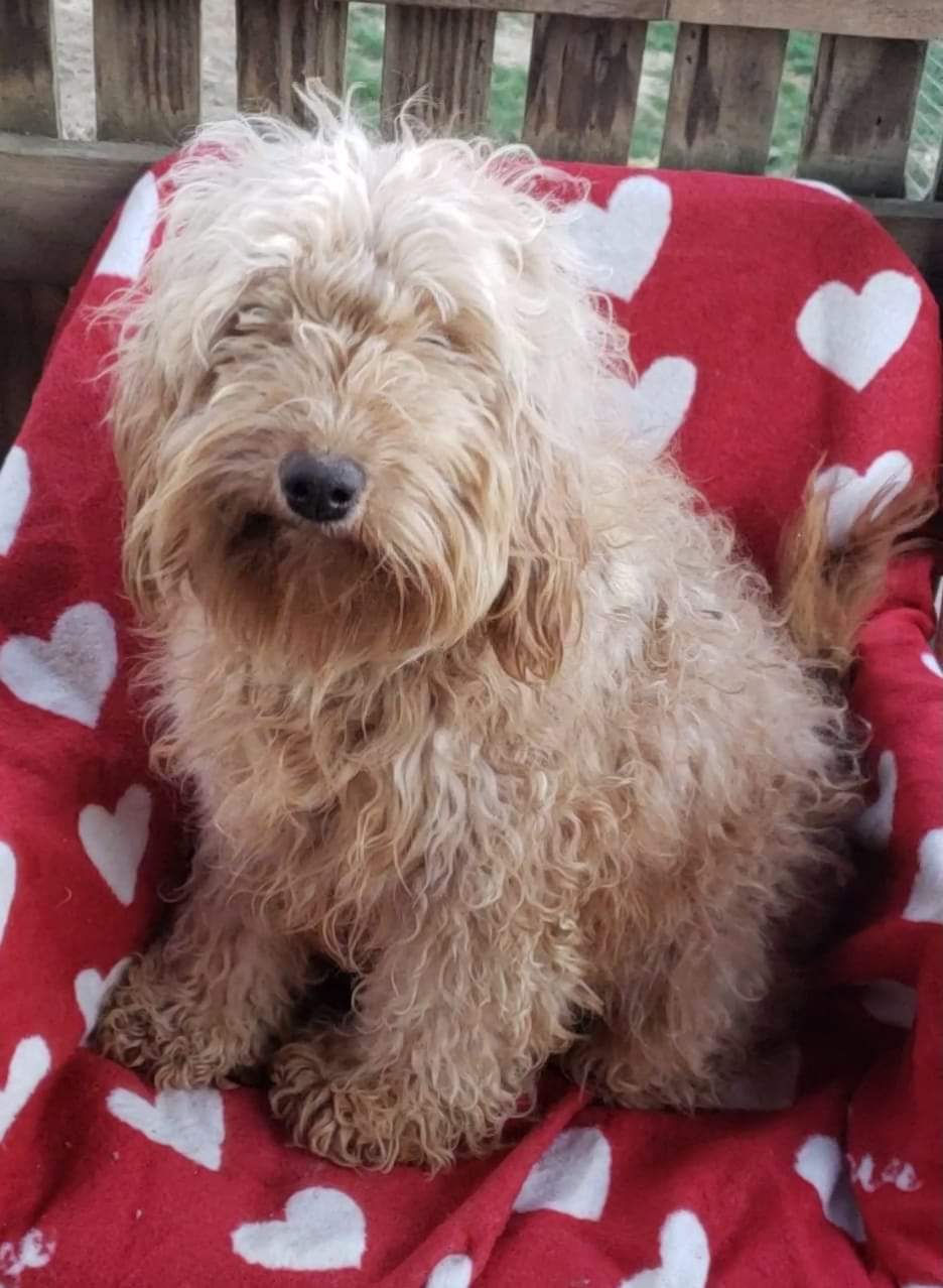 Dog for Adoption GOLDY mini goldendoodle (Mom), a Poodle (Miniature