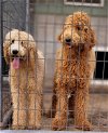 adoptable Dog in woodsfield, OH named STANDARD POODLE MALES