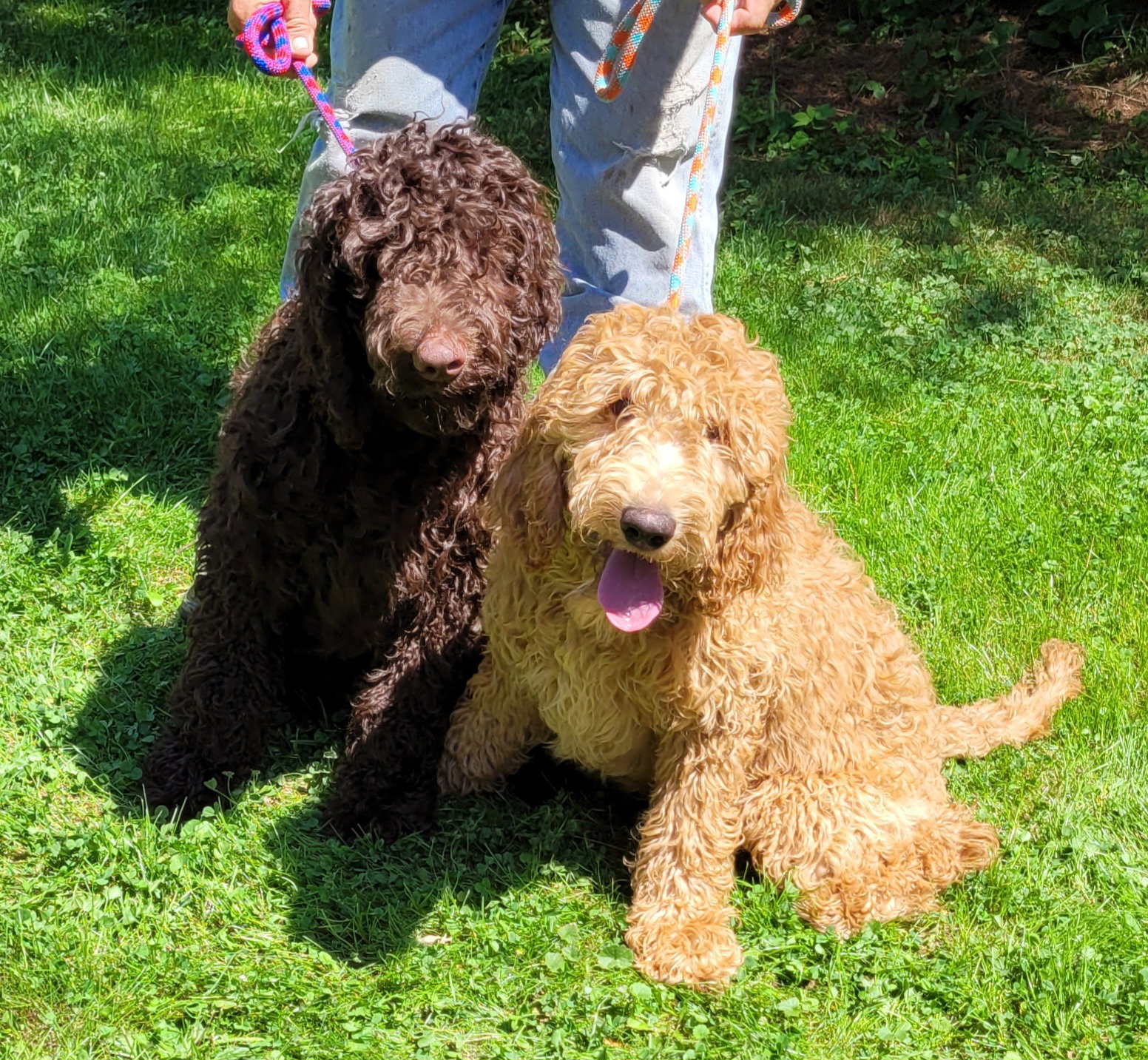 Dog adoption in Woodsfield, OH 43793 Poodle (Standard) / Labrador