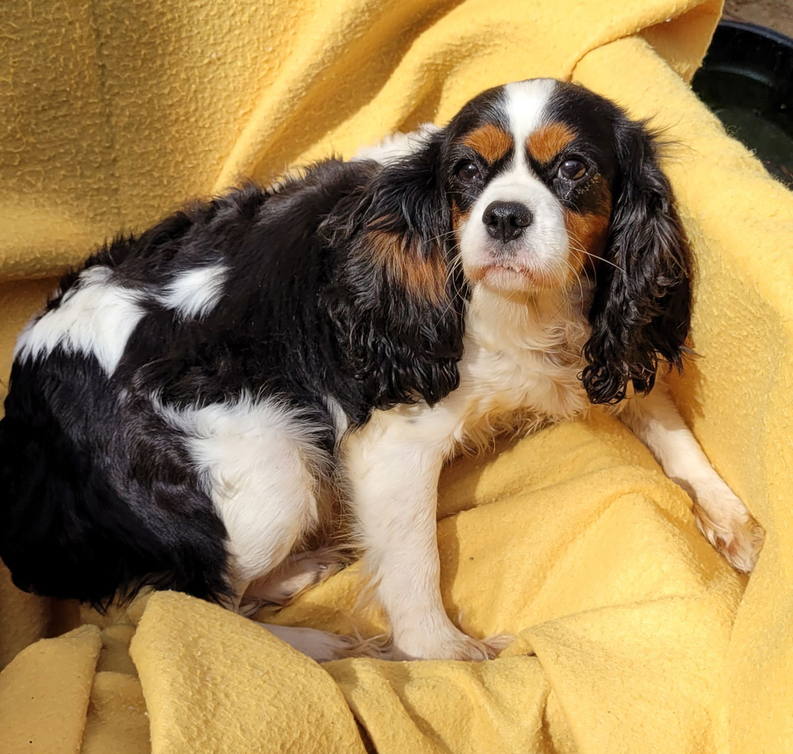 Alpha's cavalier king charles hot sale spaniel