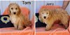 adoptable Dog in woodsfield, OH named TOM or JERRY Mini goldendoodles