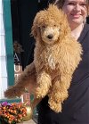 TOM or JERRY Mini goldendoodles