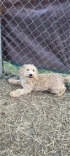 TOM or JERRY Mini goldendoodles