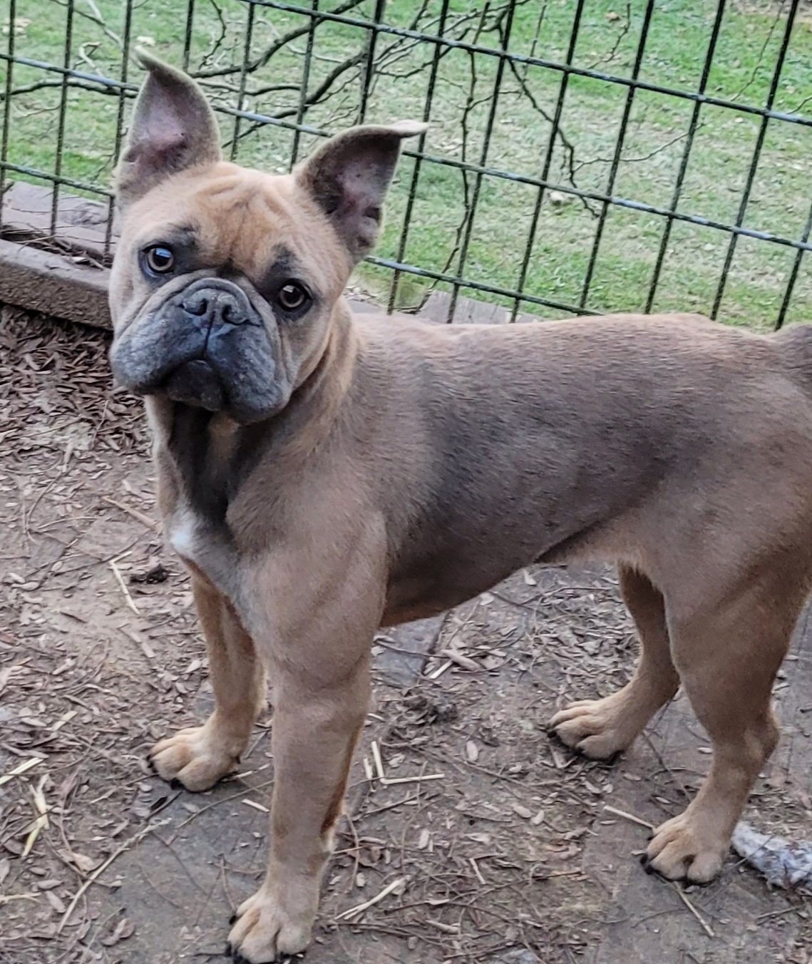 FRENCHTON (Blue fawn color)