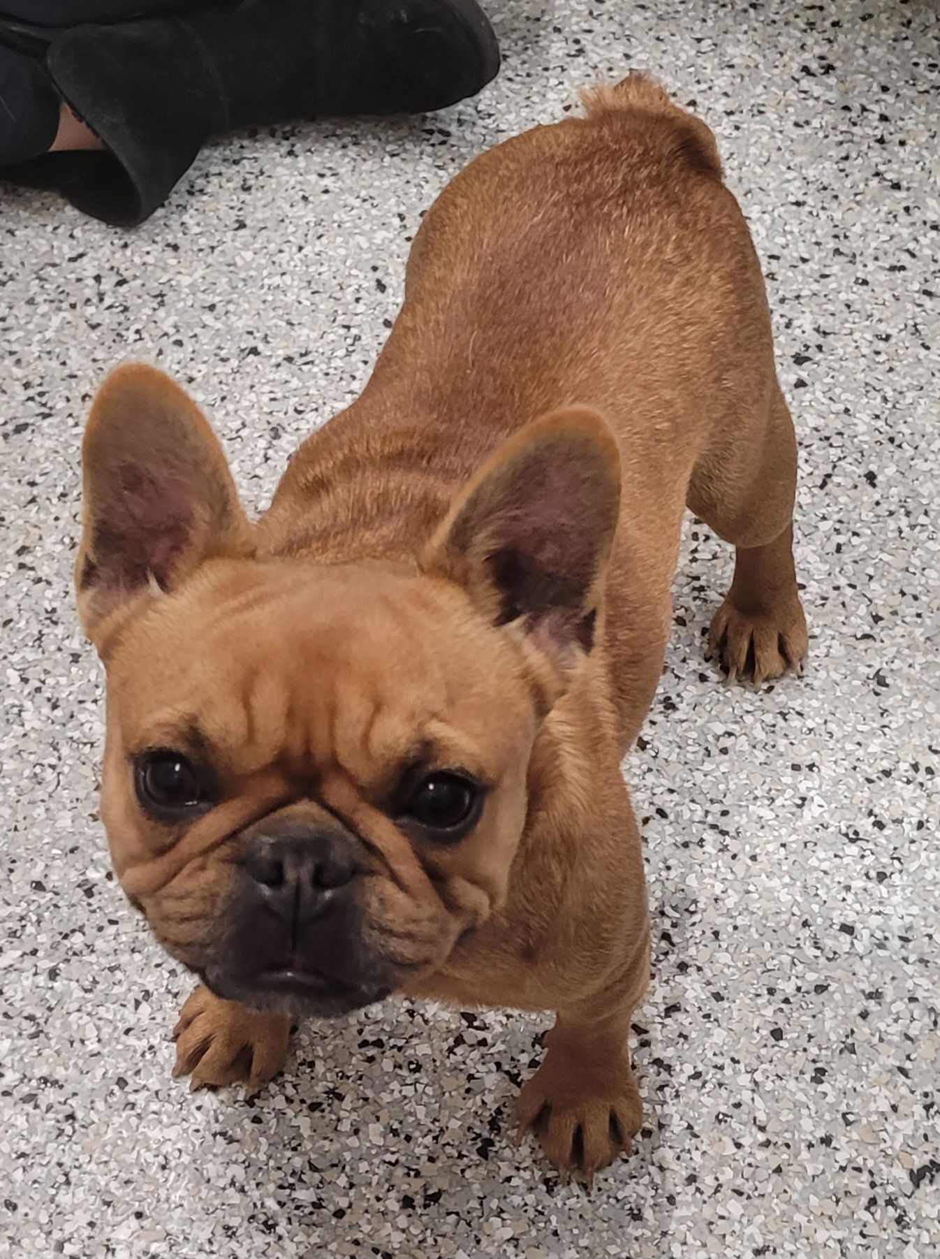 Dog for Adoption - adopted, we have 3 more female frenchie, a French ...