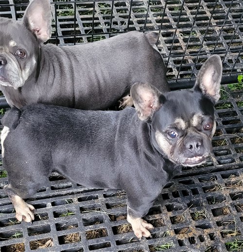 4 female frenchie available