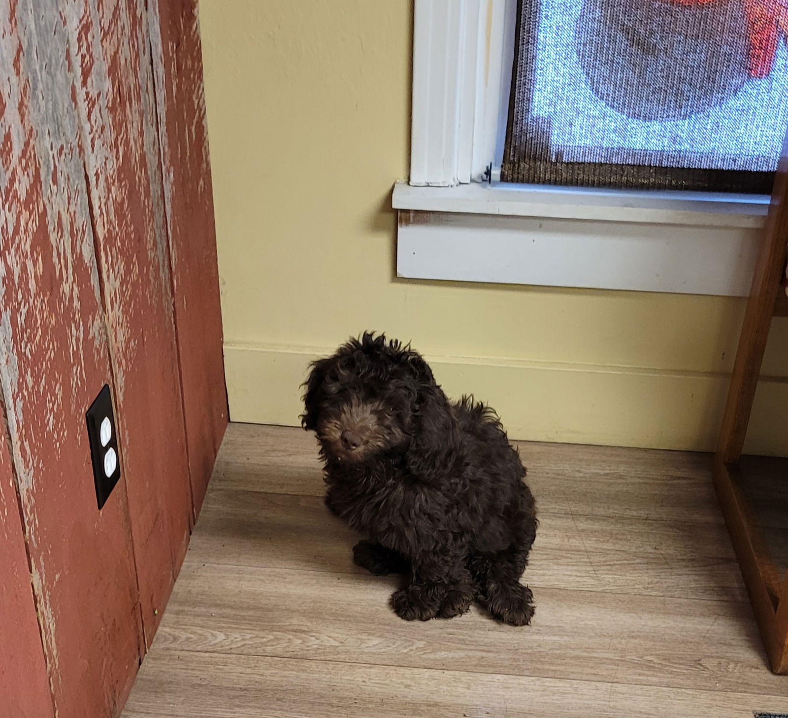 Dog for Adoption - Mini Newfie poo 11lbs., a Newfoundland Dog in ...