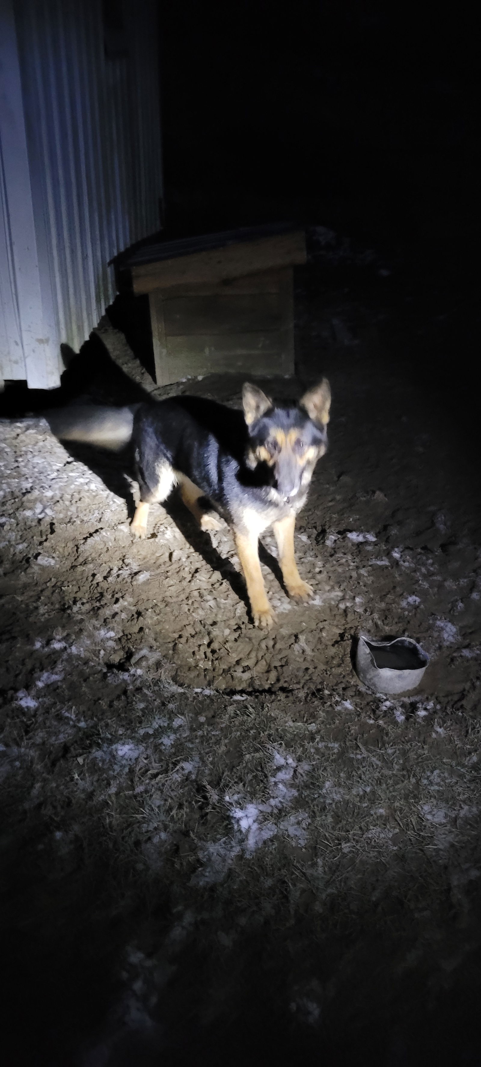 Dog for Adoption - JUDY, a German Shepherd Dog in Guernsey County, OH ...