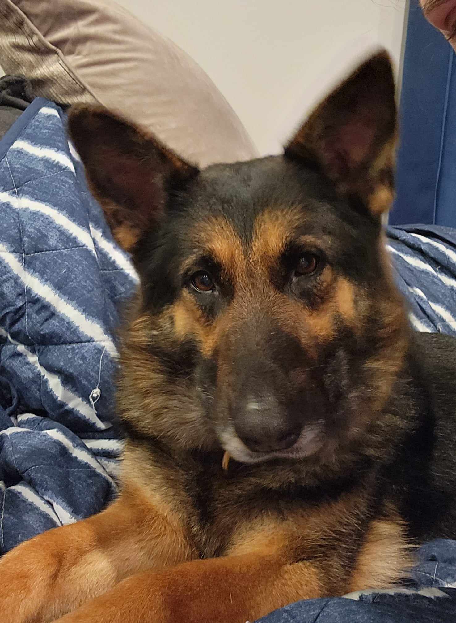Dog for Adoption - JUDY, a German Shepherd Dog in Sistersville, WV ...