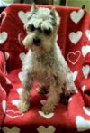 adoptable Dog in woodsfield, OH named Schnauzer Chocolate Merle