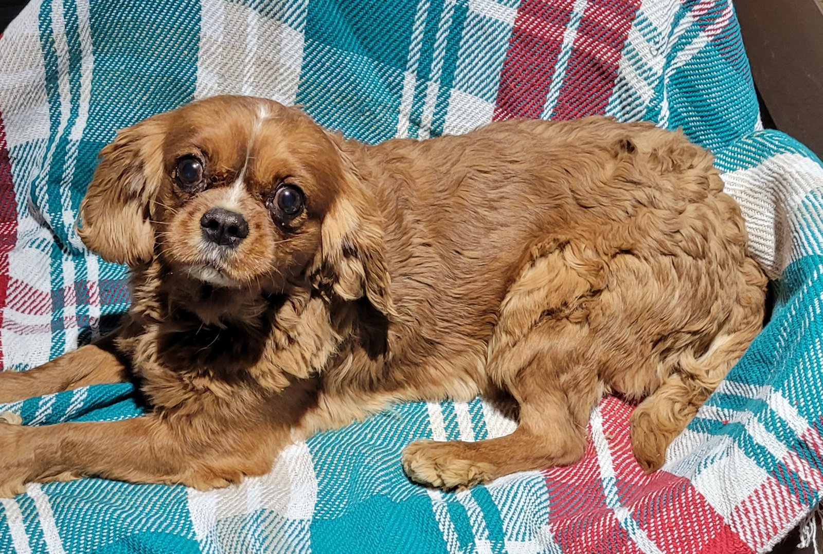 Dog for Adoption RUBEN, a Cavalier King Charles Spaniel in Woodsfield
