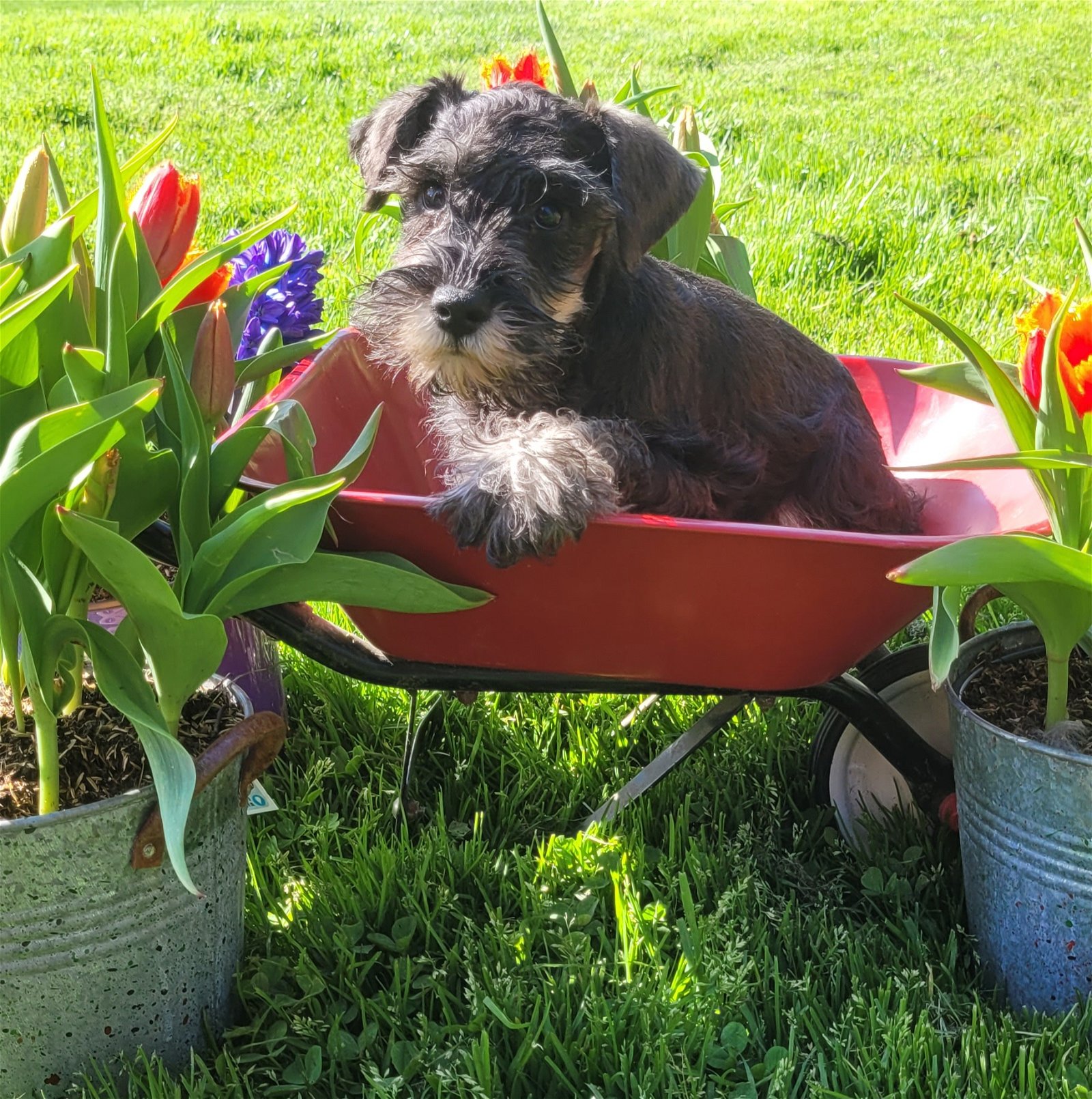 adoptable Dog in Woodsfield, OH named Mini schnauzer pup